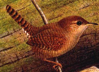 The house wren a great bird to have in the garden- Why kill them?